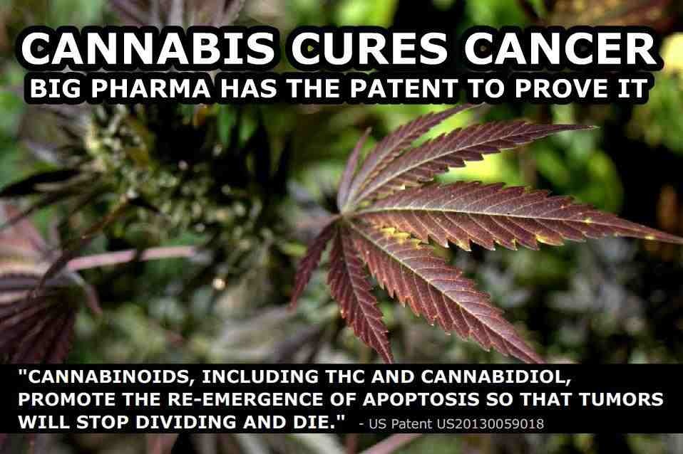 Cannabis Cures Cancer - Big Pharma Has the Patent to Prove It