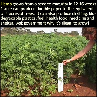 From Seed to Harvest in 16 Weeks - 1 Acre of Hemp Paper vs 4 Acres of Trees