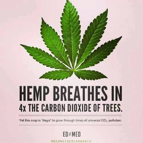 Hemp Breathes in 4x the carbon dioxide of trees