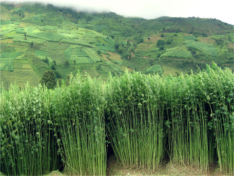 Hemp Farm in China - Rolling Farmlands in Background