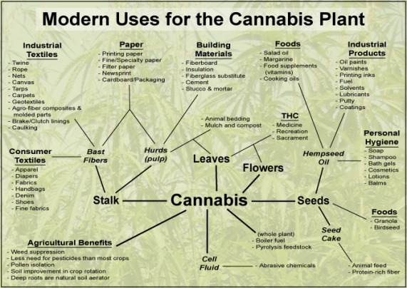 Modern Uses for the Cannabis Plant