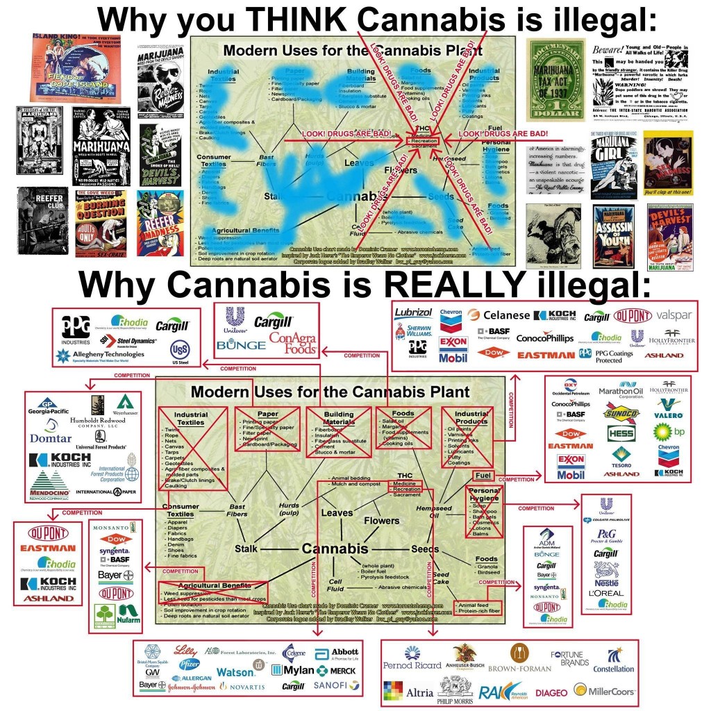 Why You Think Cannabis Is Illegal - Why Cannabis Is Really Illegal